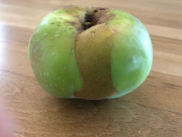 Diese Schäden entstehen durch Frost.