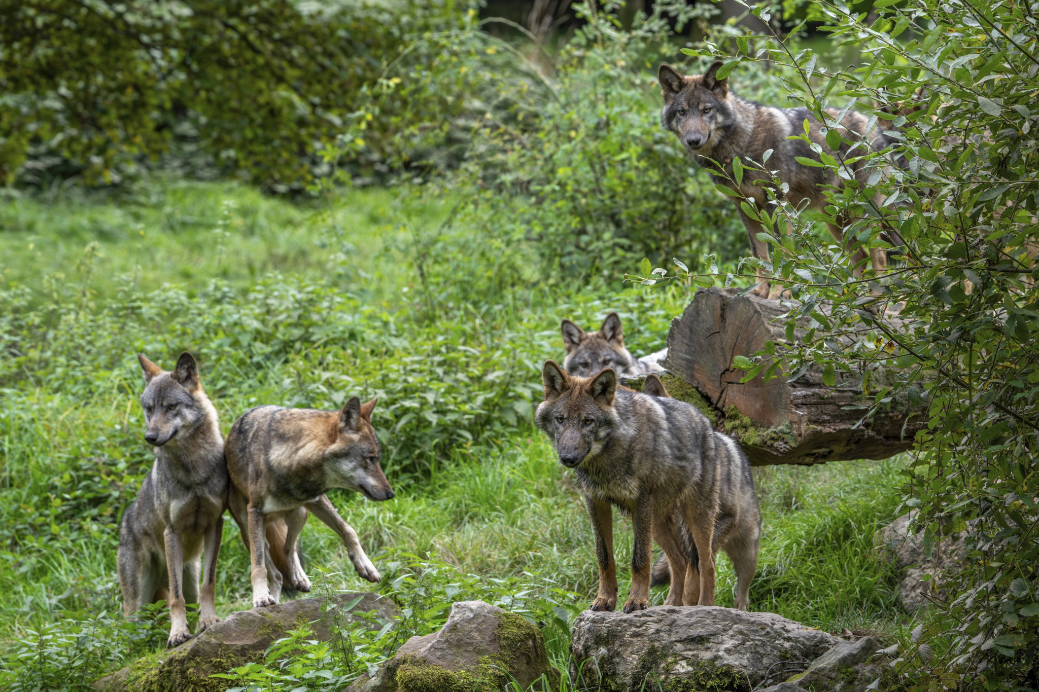 Ein Wolfsrudel eurasischer Grauwölfe (Canis lupus lupus) mit Welpen im Wald, aufmerksam zwischen Felsen und Grünpflanzen stehend.