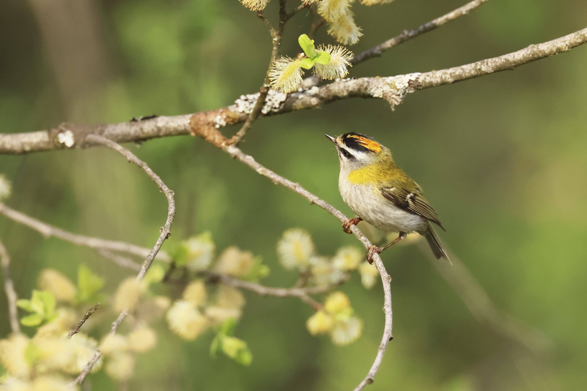 Naturnetz Pfannenstil: Sommergoldhähnchen ist der Vogel des Monats Juni