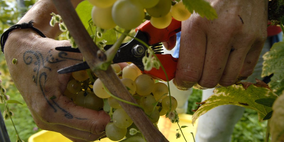 Vendanges 2025 | La belle récolte à venir trouvera-t-elle buveur à son verre?