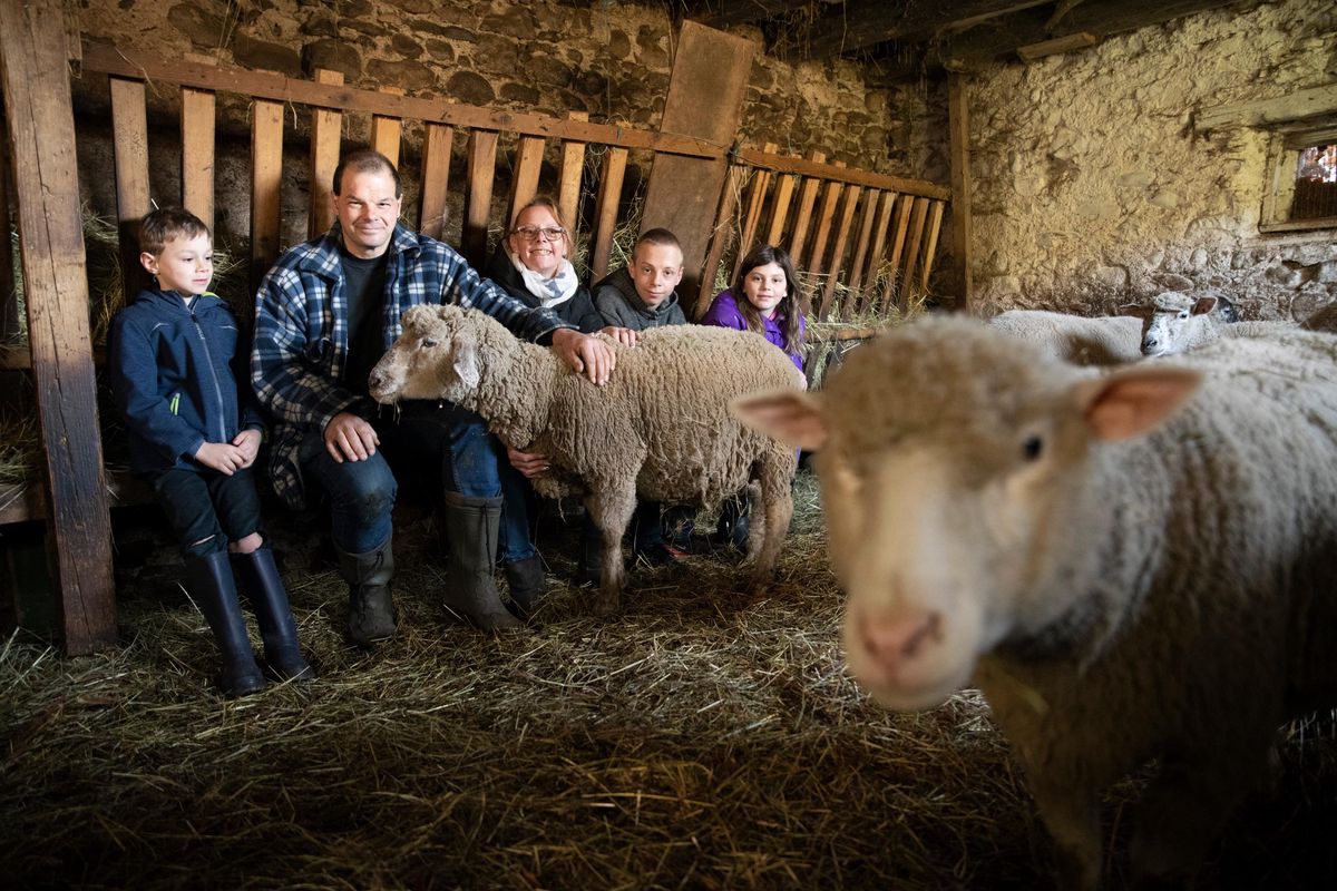 Les brebis et agneaux volés à Vevey le soir de la St-Valentin 2020 avaient été rendus à leur propriétaire. 