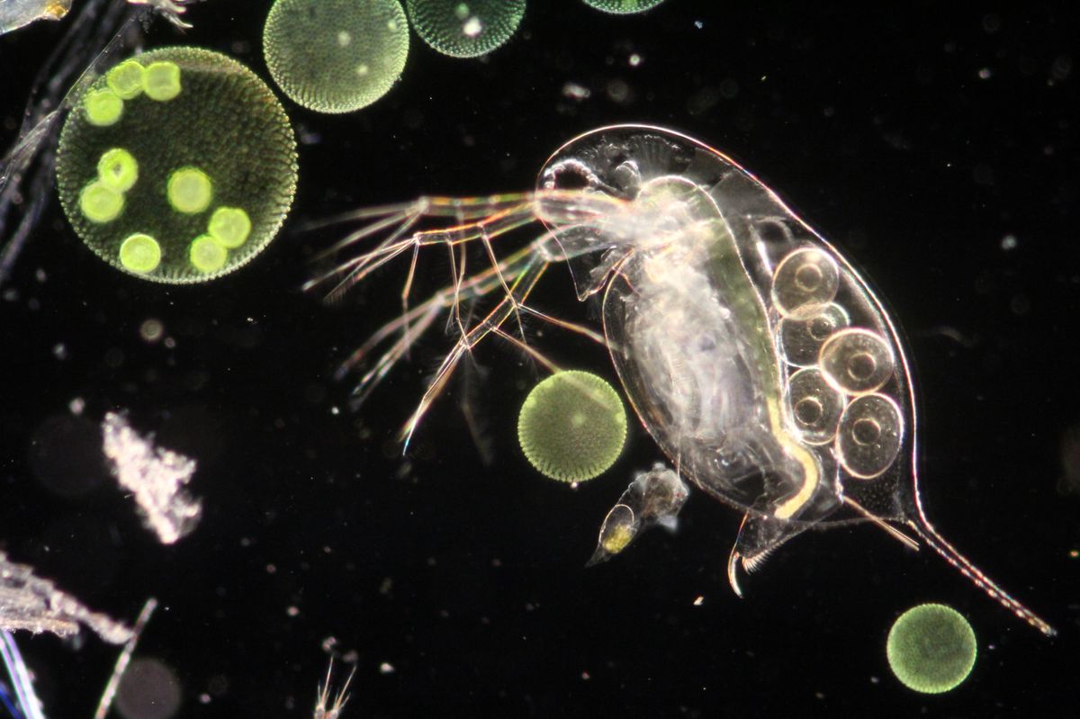 Vue microscopique de divers organismes planctoniques, y compris un grand copépode transparent et des phytoplanctons sphériques de différentes tailles, sur un fond noir.