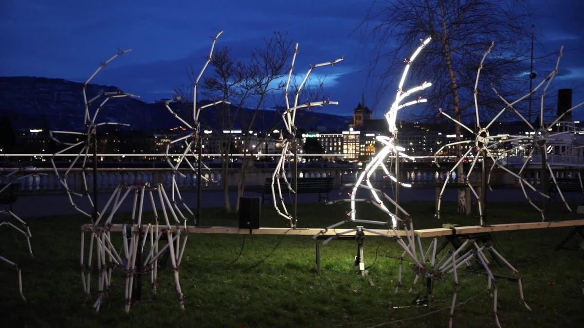 Des araignées lumineuses