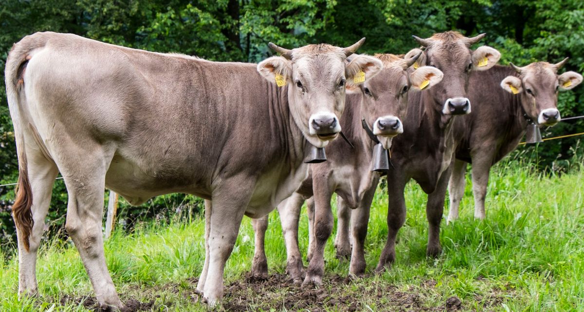 Landwirt-fordert-Tempolimit-Angst-dass-K-he-zu-Tode-gefahren-werden