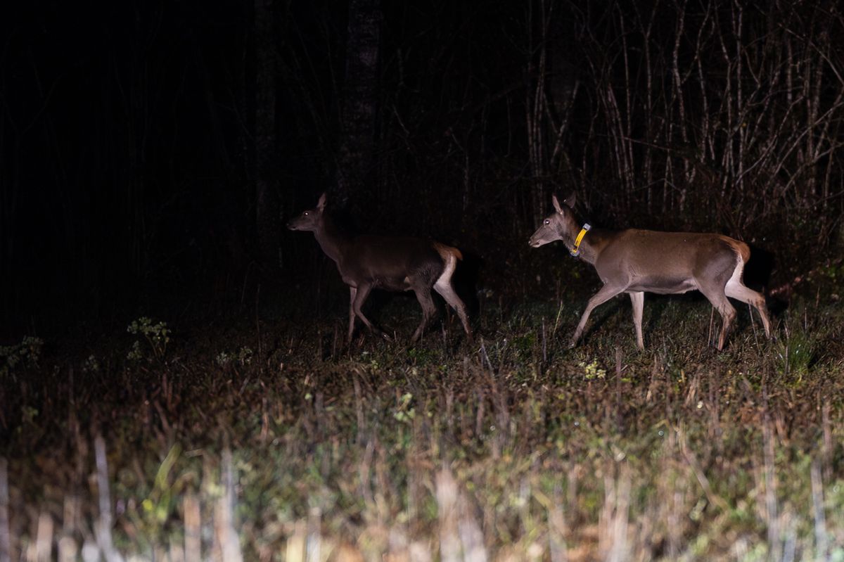 Des Cerfs, lors du reportage sur le comptage des Cerfs en compagnie des gardes faunes genevois. La tournee de comptage fait 27km dans le secteur nord et a duree 2h30 environ, le lundi 11 decembre 2023 dans le canton de Geneve (Bastien Gallay / Tamedia)