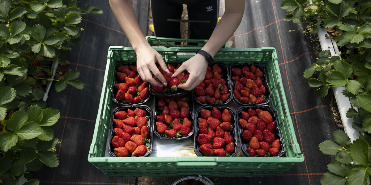 Des pesticides non conformes dans les fraises et abricots suisses