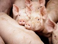 Abstimmung vom 27. September: Warum die Schweiz zu wenig Essen produziert
