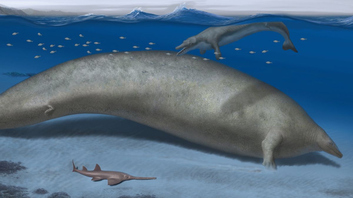 The Colossal Whale from Peru Unearthed Fossils of the Largest Animal