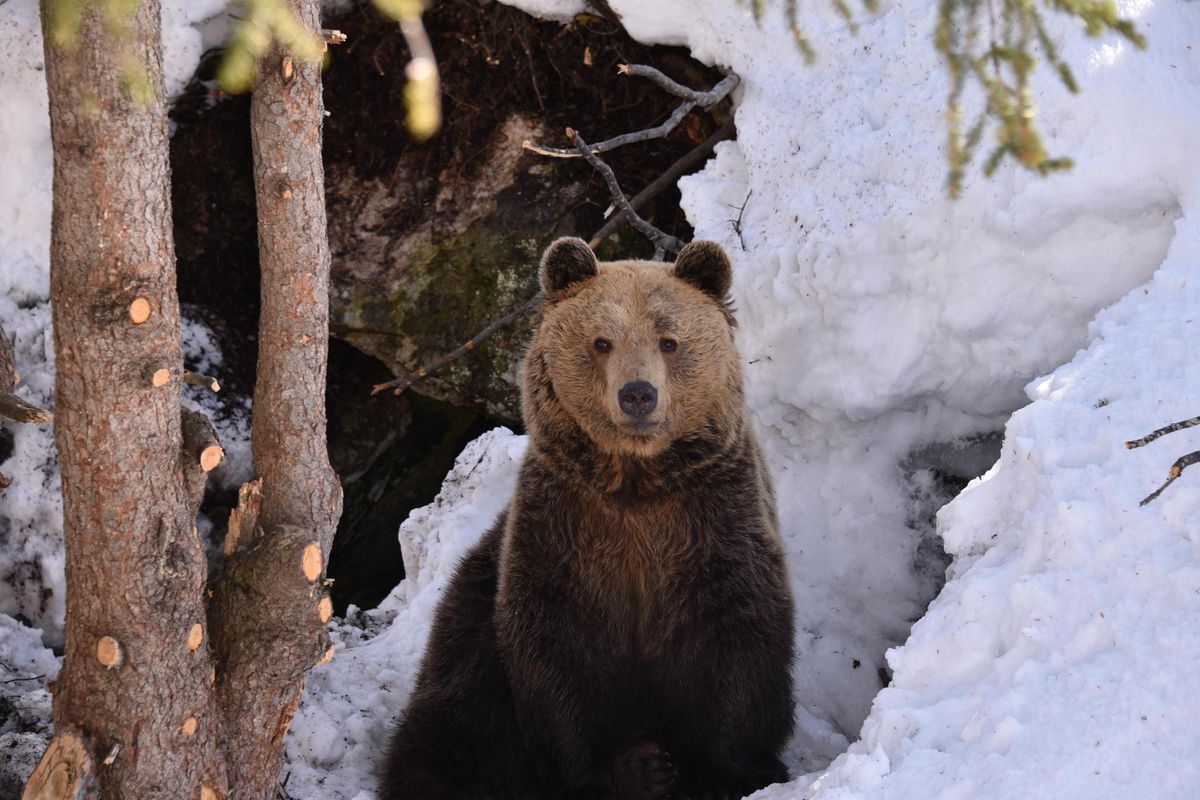 L’ours Meimo est sorti jeudi de sa tanière.