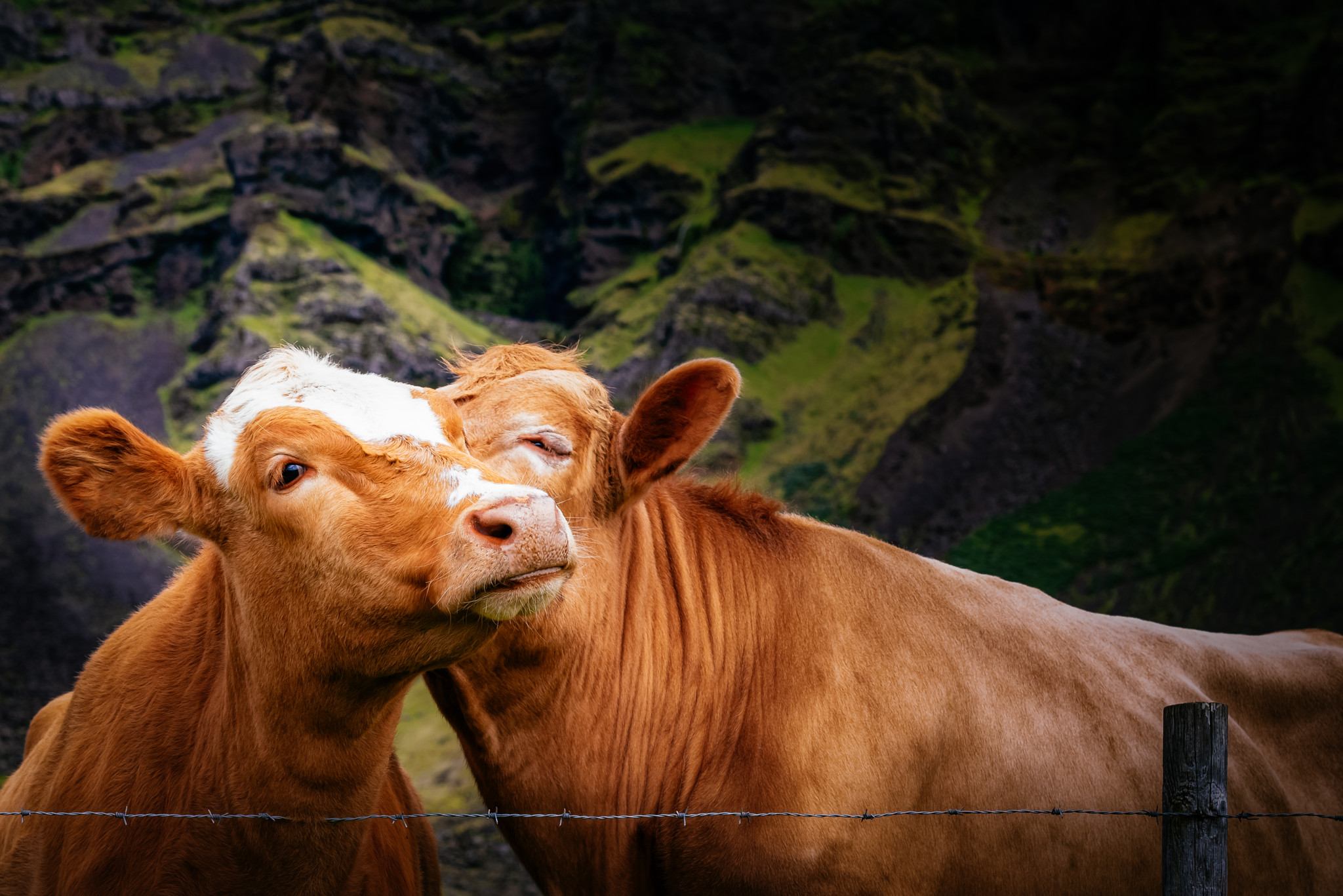 Escapade lactée: Remettre le skyr au milieu de l'Islande