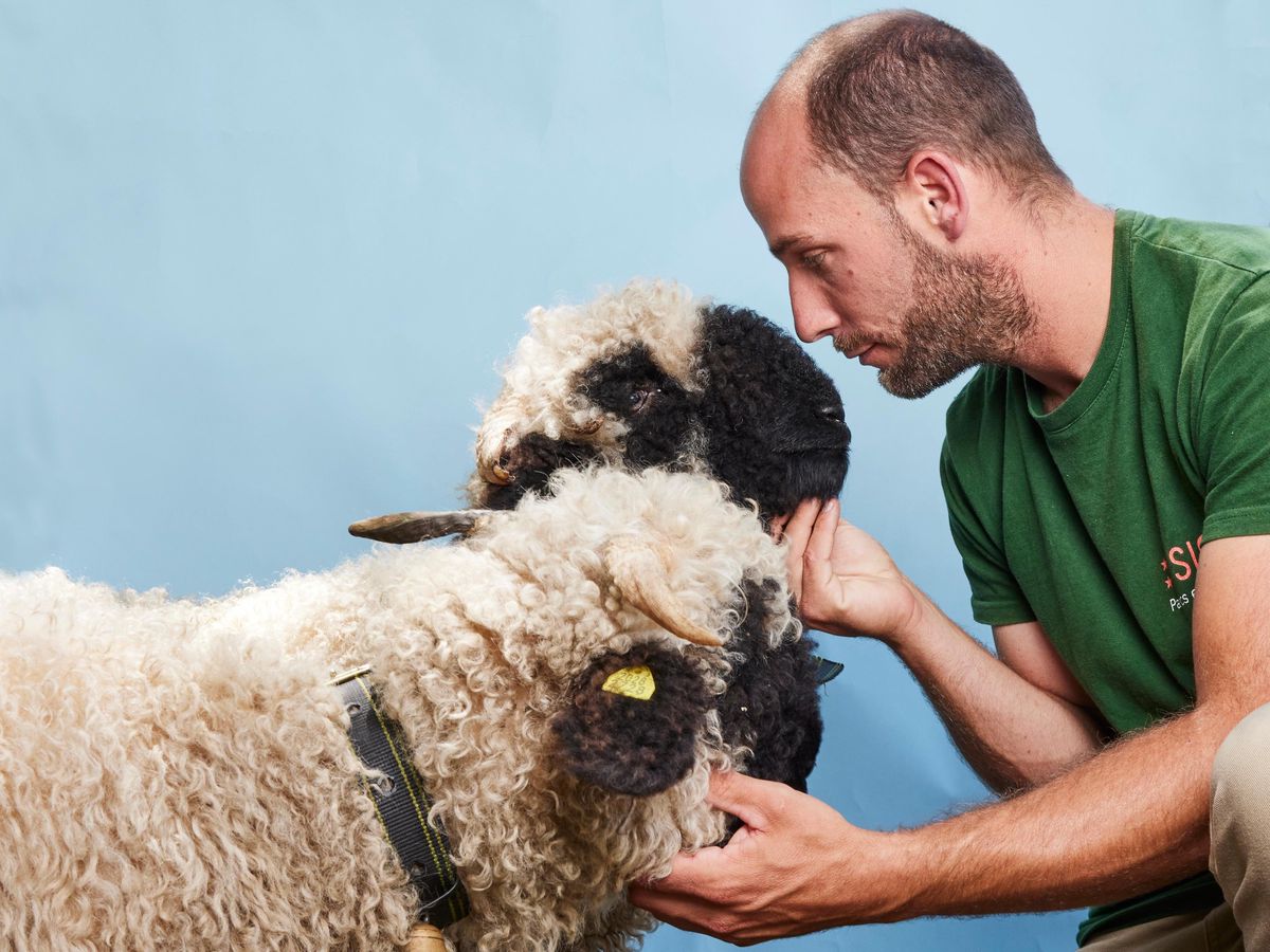 Comme huit autres personnes, Morgan Dick a bénéficié d’une formation pour être en mesure de s’occuper de moutons nez noir comme «Ada».