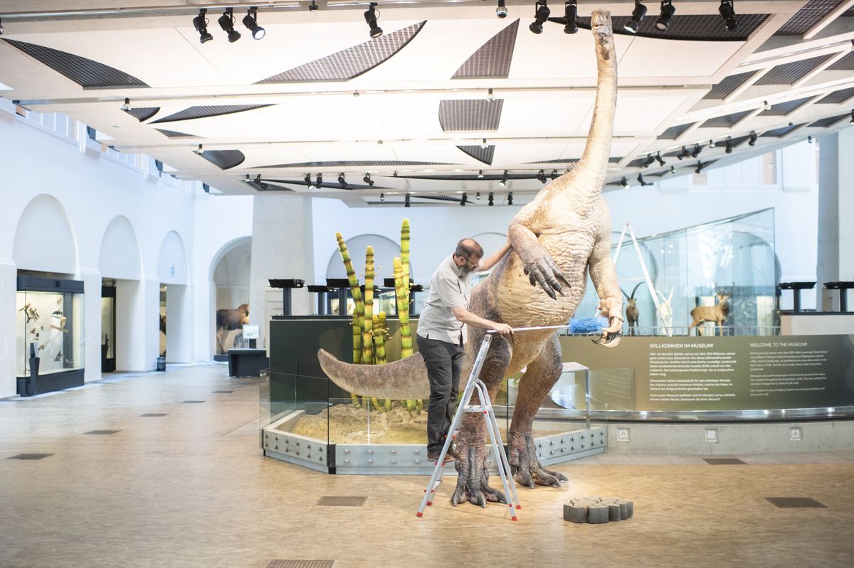Projektleiter Dennis Marinus staubt die 3D-Rekonstruktion, eine Kopie des acht Meter langen und ueber 200 Millionen Jahre alten Plateosaurus-Fossil ab, aufgenommen am Freitag, 11. September 2020 im Zoologisches Museum der Universitaet Zuerich. (KEYSTONE/Ennio Leanza)