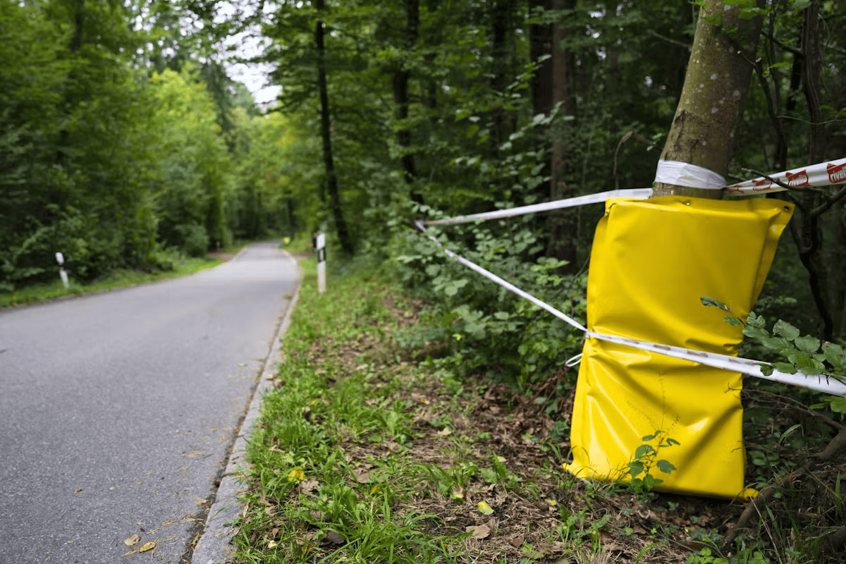 Arbre enveloppé d'une protection jaune près d'une route forestière.