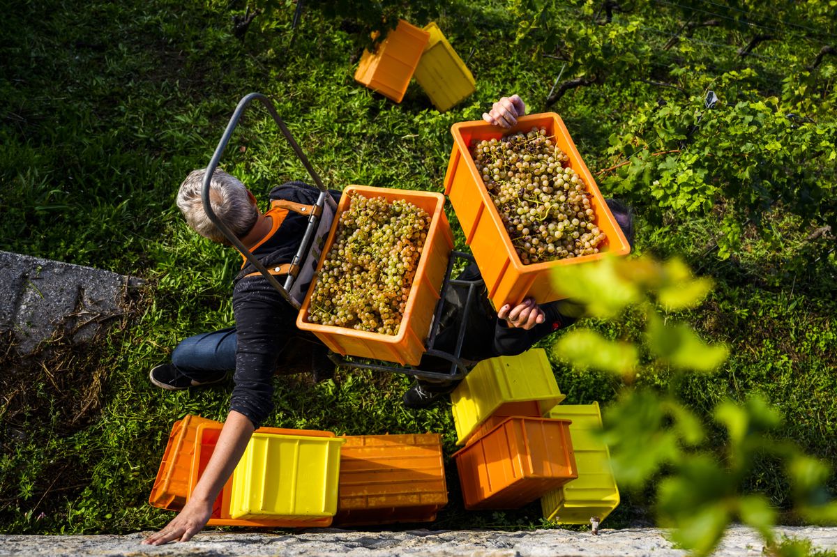 Des benevoles du village vaudois de St-Saphorin aident le Syndic Gerald Vallelian pour recolter le raisin communal lors des vendanges dans les vignes en terrasses du Lavaux au bord du lac Leman le samedi 17 septembre 2022 a Saint-Saphorin. Demarrees en avance, les vendanges battent leur plein actuellement en Suisse romande. (KEYSTONE/Jean-Christophe Bott)