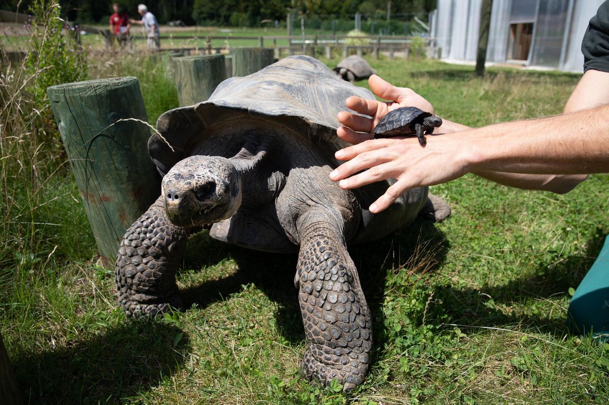 Naissance très  rare d'une tortue des Galapagos au Tropiquarium de Servion.