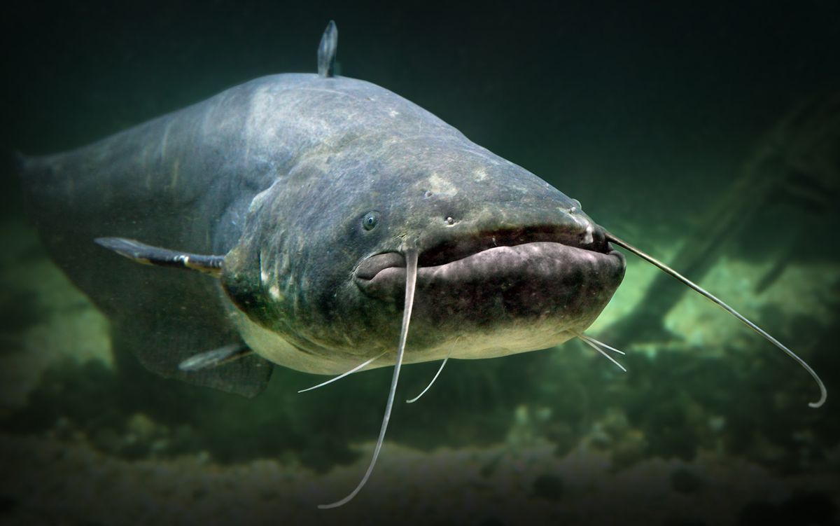 Underwater photo of The Catfish (Silurus Glanis).