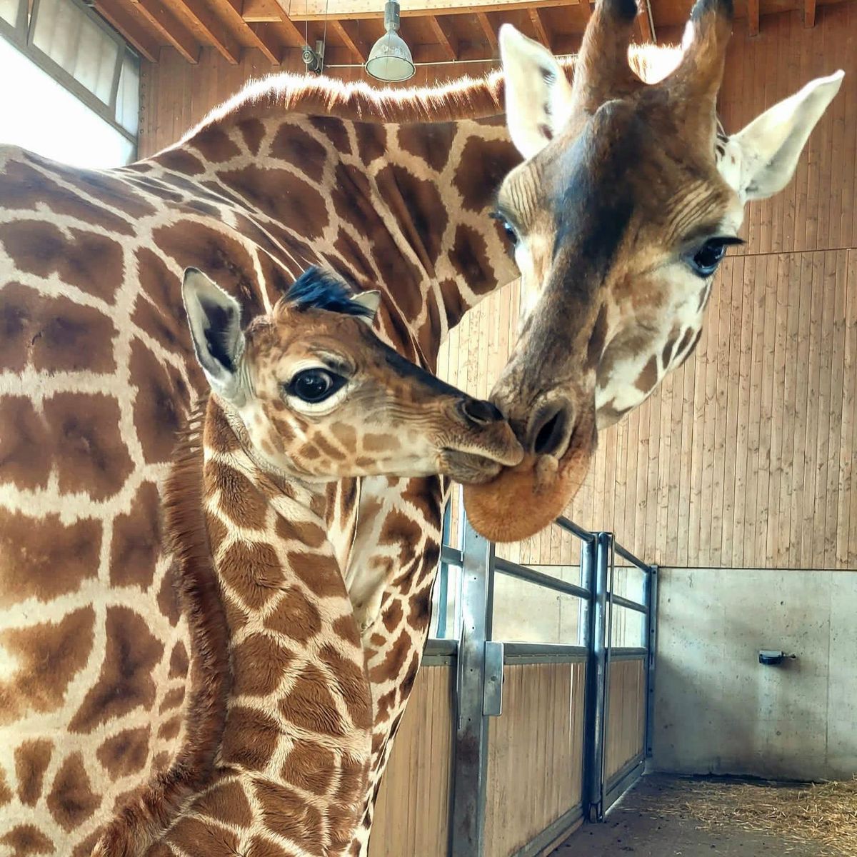 Au zoo Knie, le girafon «Vaiano» mesure déjà près de 2 mètres