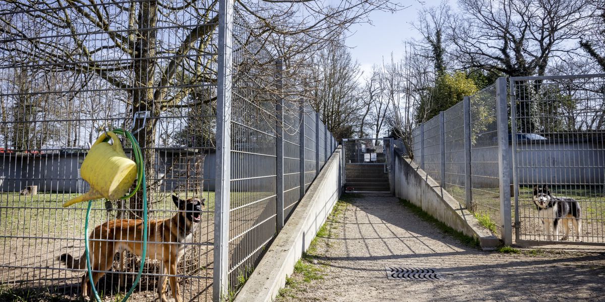 SPA Gen&egrave;ve: la fondation plac&eacute;e sous tutelle pour dysfonctionnements