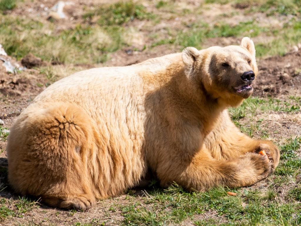 Napa était arrivé en 2018 d’un cirque en Serbie.
