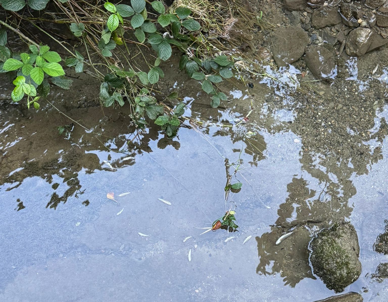 Un ruisseau clair traversant un petit jardin rocheux avec des feuilles vertes et quelques pierres visibles sous l'eau.