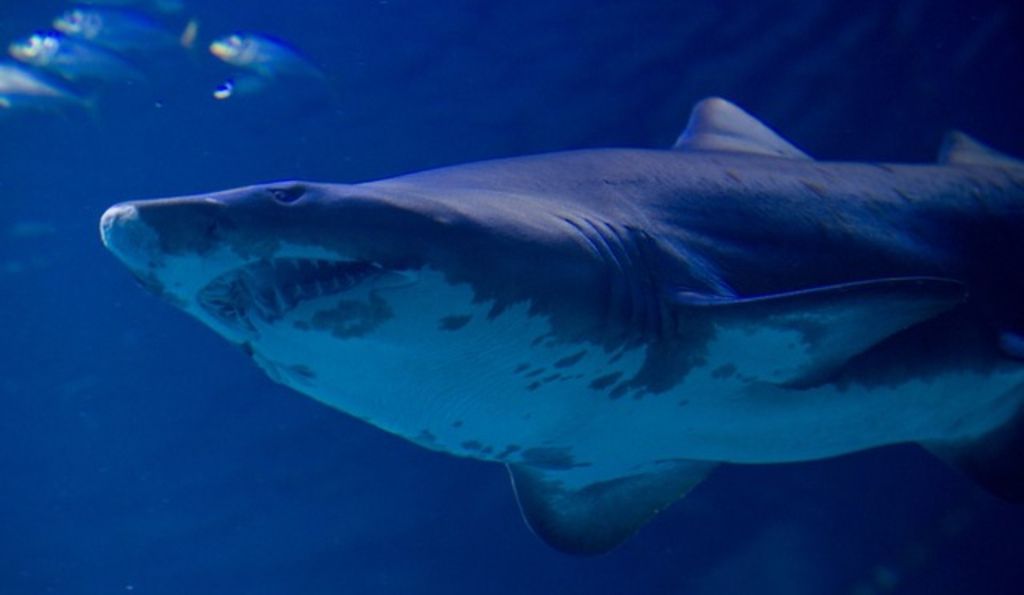 Recherche Les requins mangent avec leurs épaules Le Matin