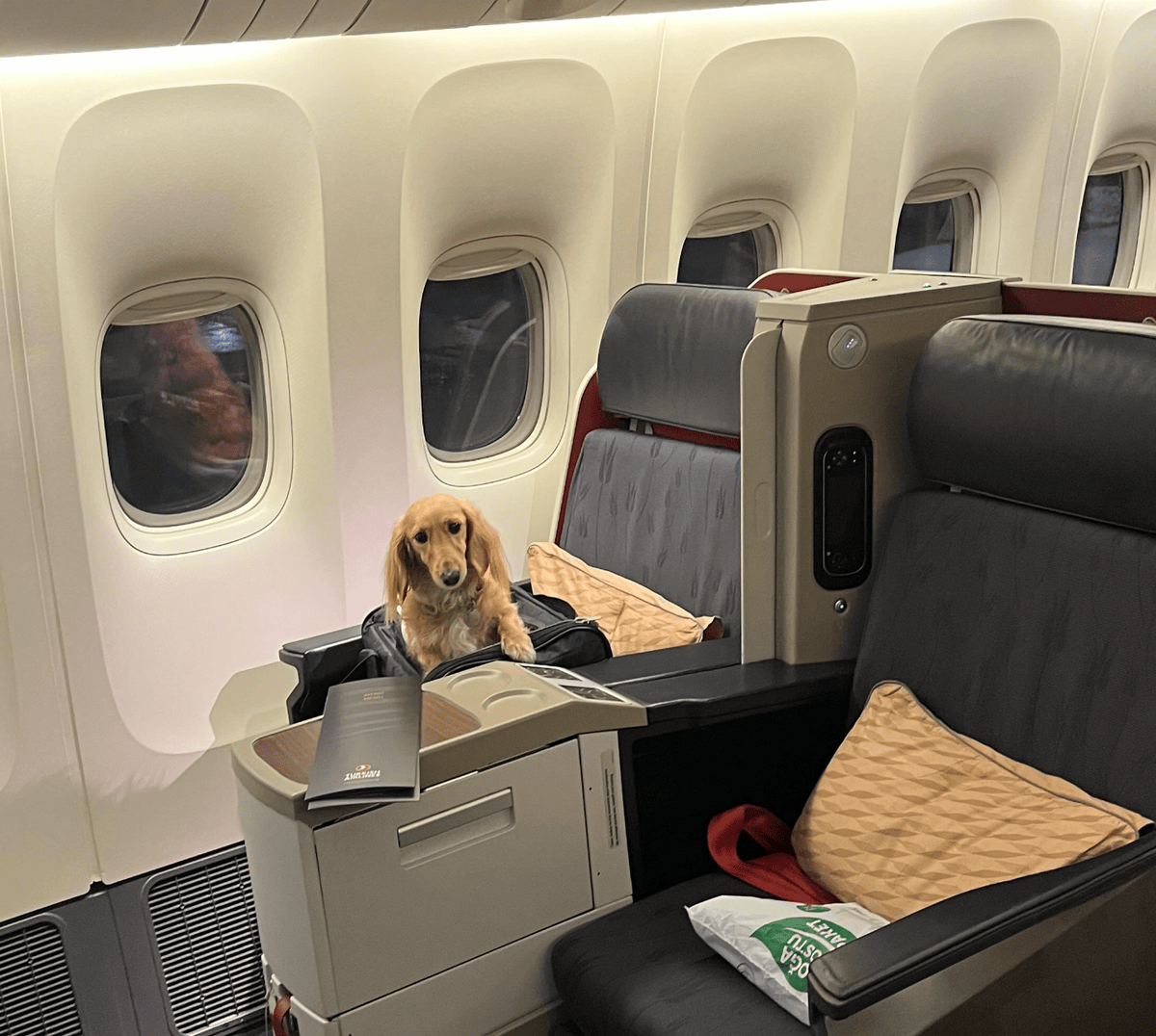 Animal video "Dogs belong in the cargo hold" Archyde