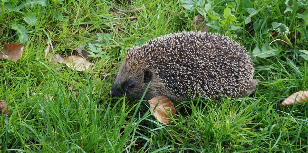Wir-sind-Zukunft-Manchmal-scheint-vergessen-zu-gehen-dass-Igel-Wildtiere-sind-