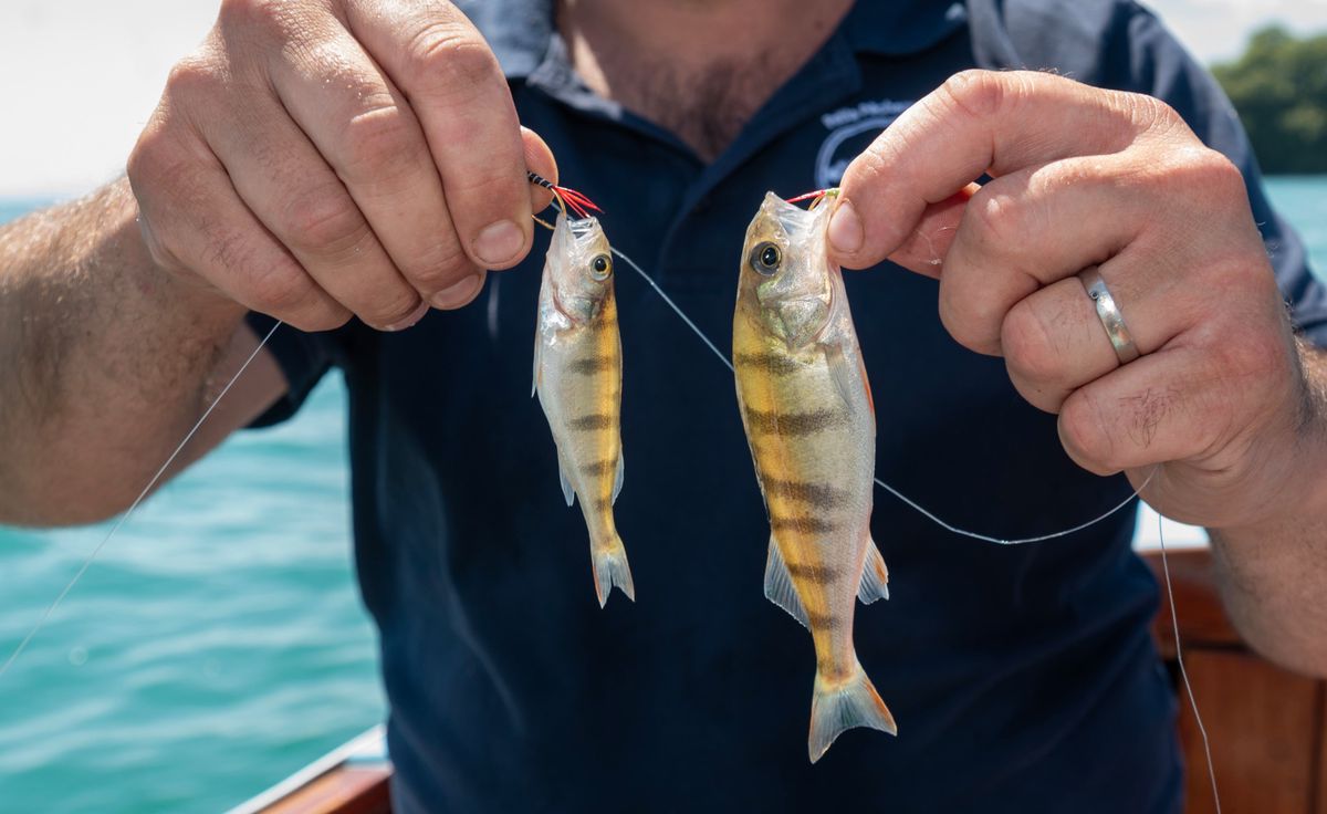 6  août 2024  ROLLE  à gauche  petite perchette à droite normale   La guinguette des petits pêcheurs de Rolle tire la sonnette d'alarme. Ses membres n'arrivent pas à trouver assez de perchettes pour la fête. La moule quagga est montrée du doigt. Reportage au port des Vernes à Rolle avec un de ses pêcheurs amateurs, Pierre-Alain di Stadio (lunette) et son fils Christophe     Photo Patrick Martin/24HEURES
