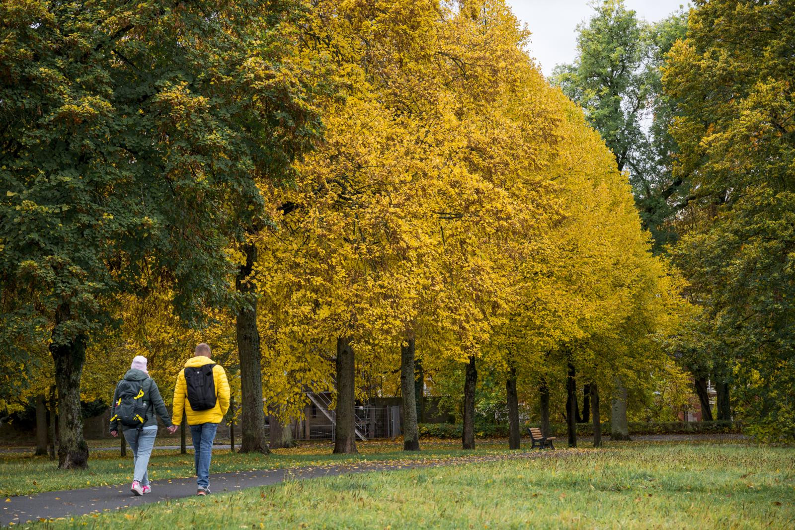 Ein Paar spaziert durch einen gelben Herbstwald und gönnt sich eine Auszeit.