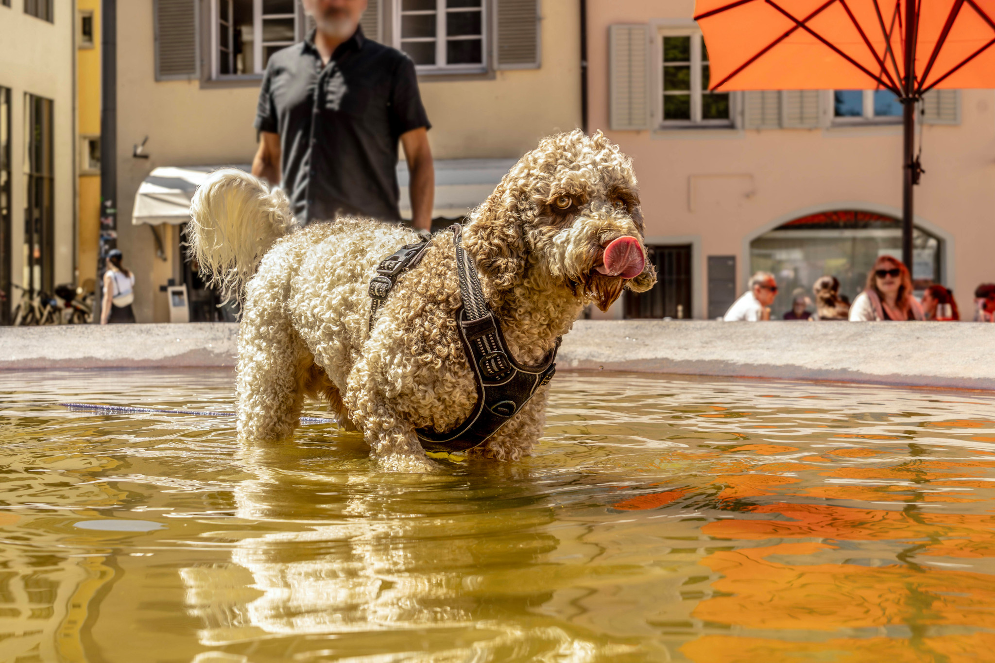 Klimawandel mit Folgen: Hunde beissen häufiger, Hummeln vergessen: Was die Hitze mit Tieren macht