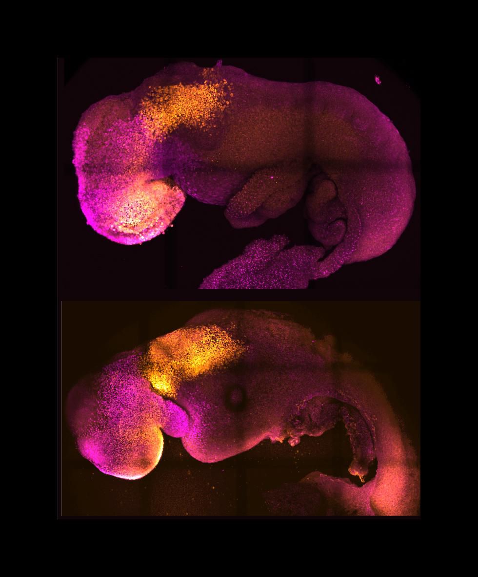 Durchbruch in der Embryoforschung «Atemberaubend davon träumten wir