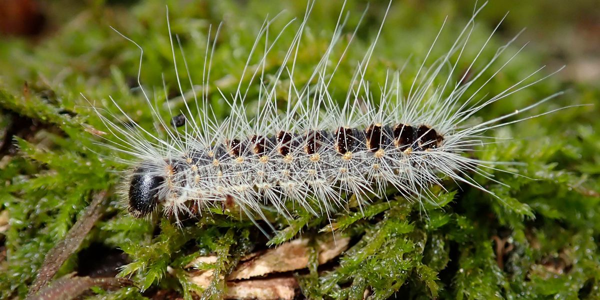 Raupe des Eichen-Prozessionsspinner Thaumetopoea processionea, Schädling, gefährlich, Allergie, Baden-Württemberg, Deutschland, Europa *** Caterpillar of the oak processionary moth Thaumetopoea processionea , Pest, dangerous, allergy, Baden Württemberg, Germany, Europe Copyright: imageBROKER/HeinzxKrimmer ibljwp07130645.jpg  Bitte beachten Sie die gesetzlichen Bestimmungen des deutschen Urheberrechtes hinsichtlich der Namensnennung des Fotografen im direkten Umfeld der Veröffentlichung!