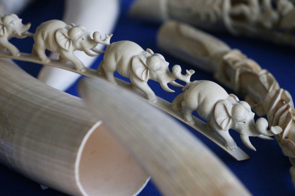 Il vole des défenses d'éléphant à son père