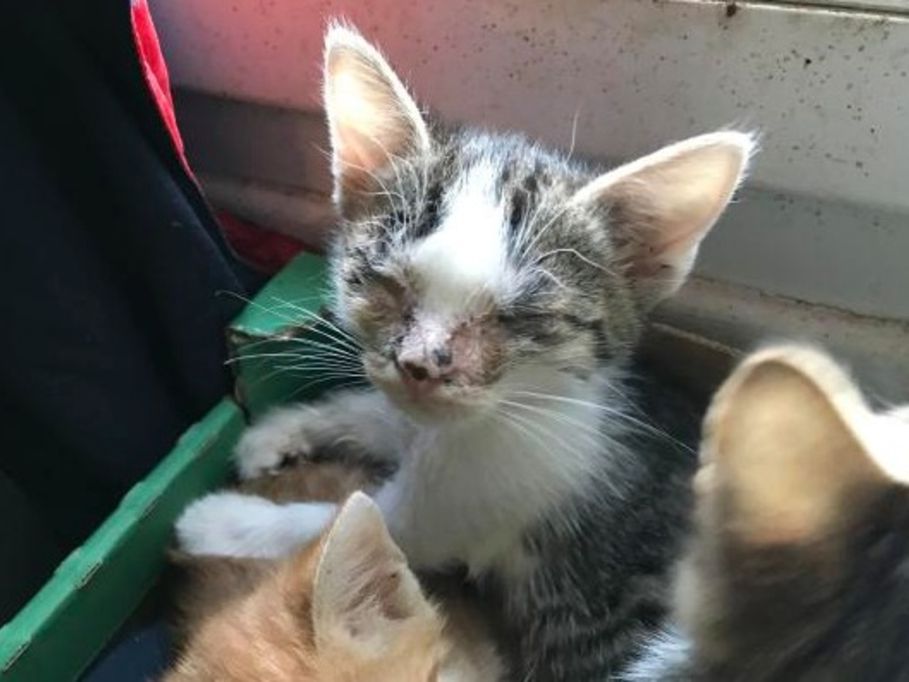 Suisse Les Cas De Typhus Du Chat Se Multiplient Le Matin