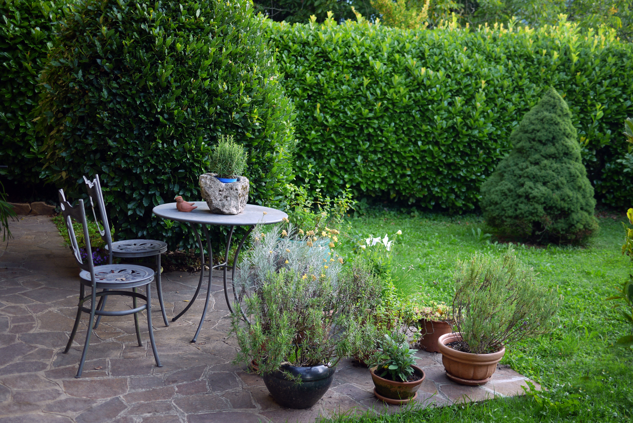 Allergies printanières: Cinq plantes à choisir pour avoir une haie sans pollens