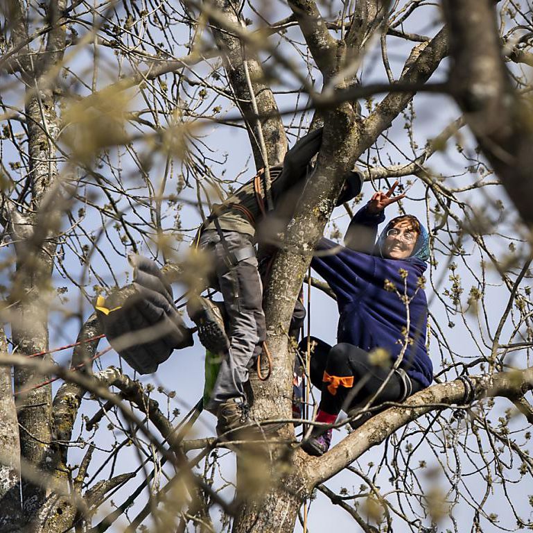 Deux militants perchés dans un arbre lors de l’évacuation de la ZAD du Mormont.
