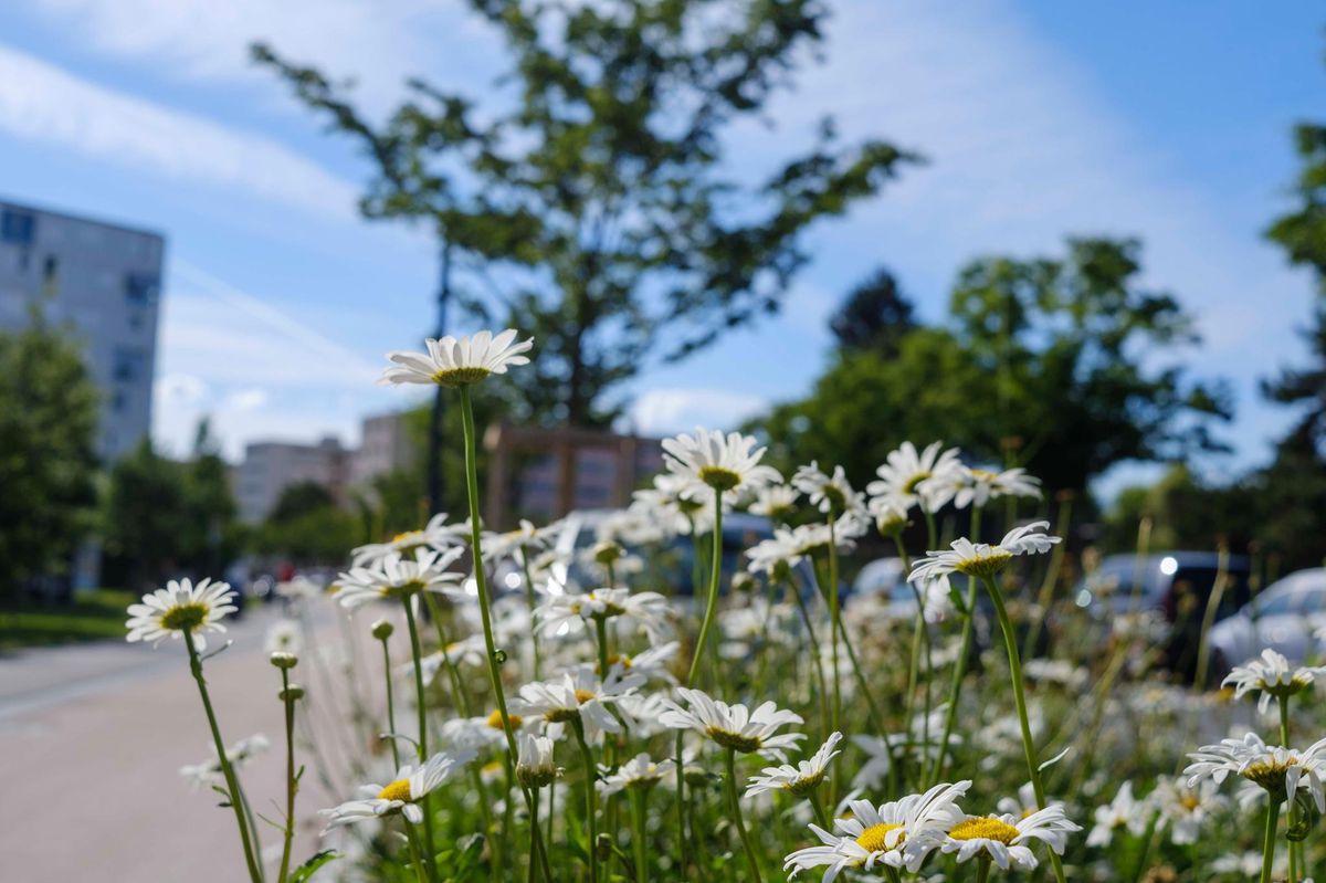Après des années de travaux, une ornementation verdoyante incite à présent à flâner et à profiter des bancs installés ici et là.