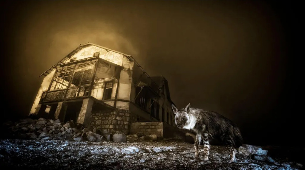 London museum crowns hyena photo