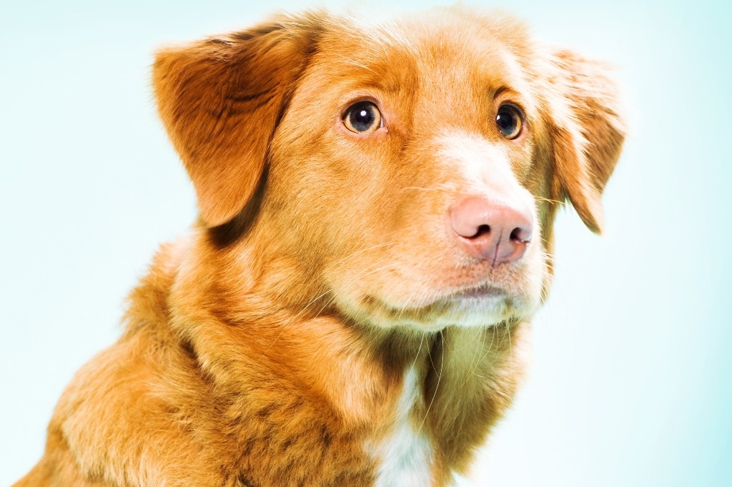 Drogenhund macht Jagd auf Hörgerät