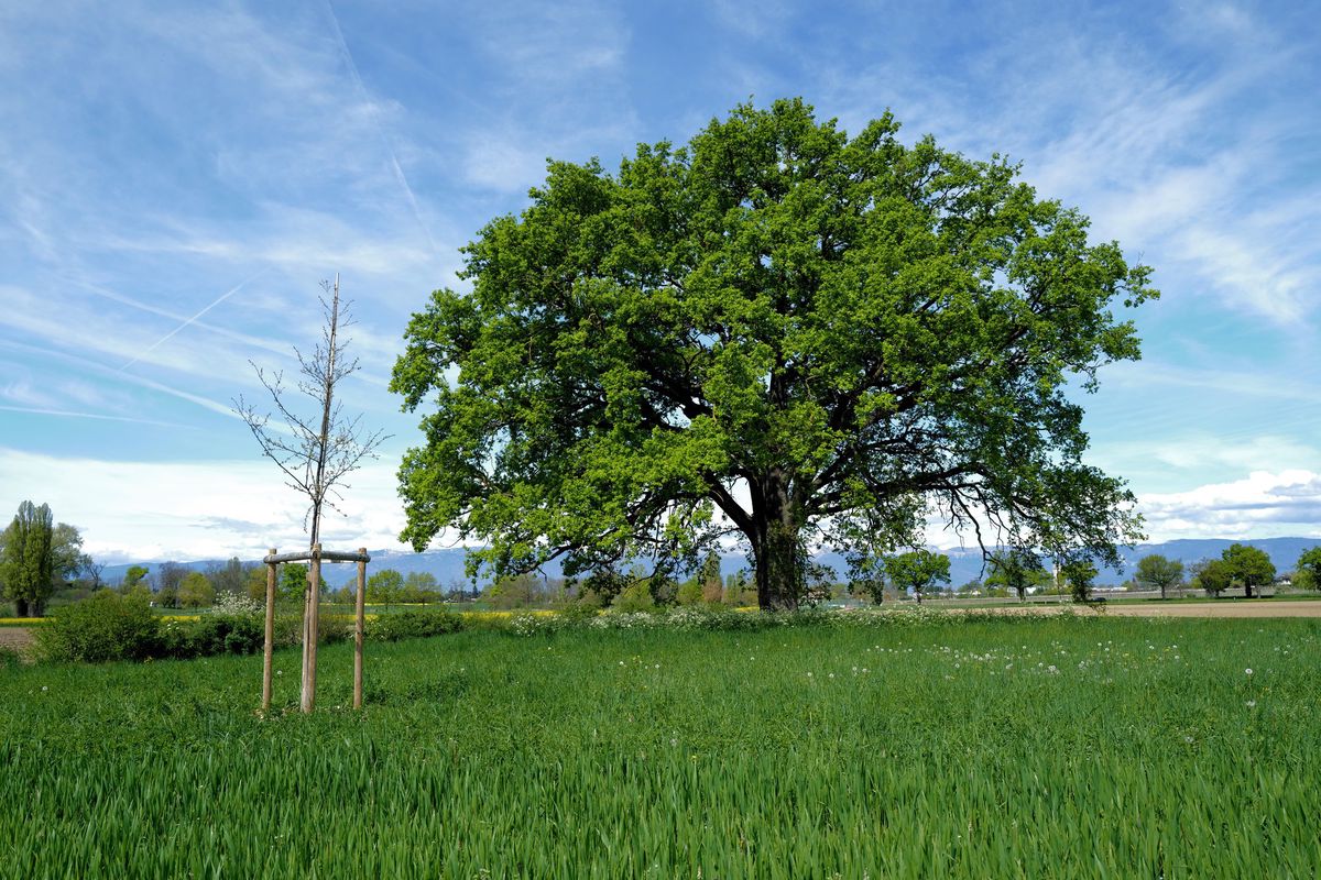 Des essences jeunes ont été plantées près d’arbres bien plus anciens à Meinier, dans le cadre d’un vaste projet-pilote d’entretien et de plantation d’arbres.