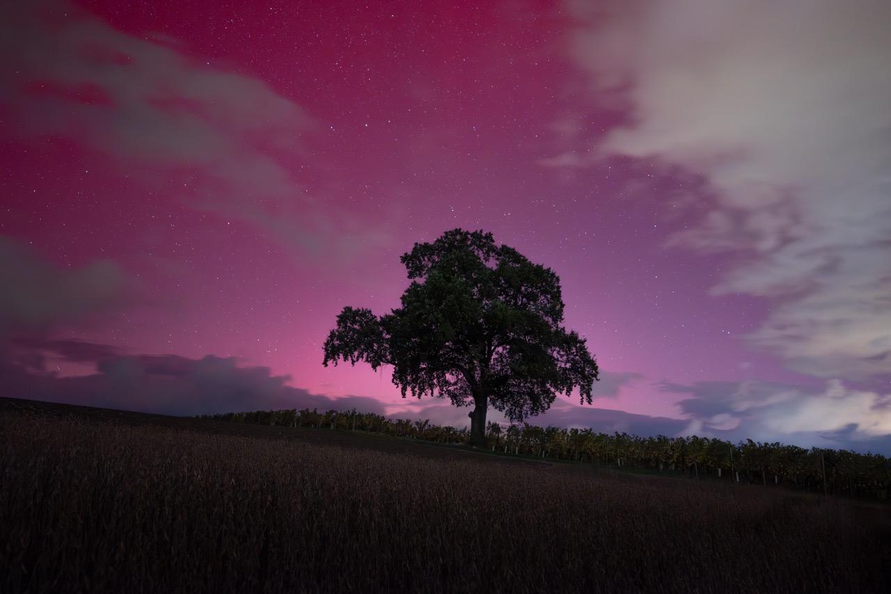Arbre solitaire sous un ciel étoilé avec des teintes roses, entouré de champs sombres.
