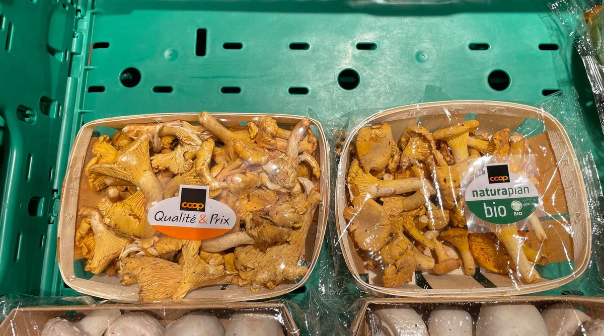 Deux barquettes de girolles en vente chez Coop, l'une étiquetée 'Qualité & Prix' et l'autre 'Naturaplan bio', placées dans un bac vert.
