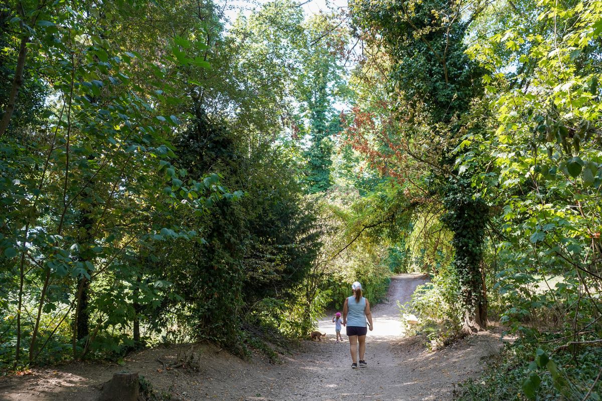 Genthod, le 18/08/2023 - L'Etat veut abattre une dizaine de marronniers dans le parc Lullin, à Genève, dont seuls un ou deux sont malades et dangereux. Stupeur des habitants, qui ont lancé une pétition.