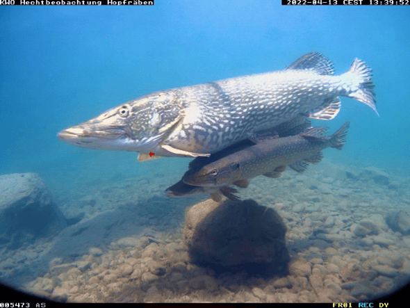 Le 26 juin dernier, la Commission de pêche du Lac des Quatre-Cantons décidait d’interdire les Live Sonor dans le but de protéger les brochets et autres gros poissons.