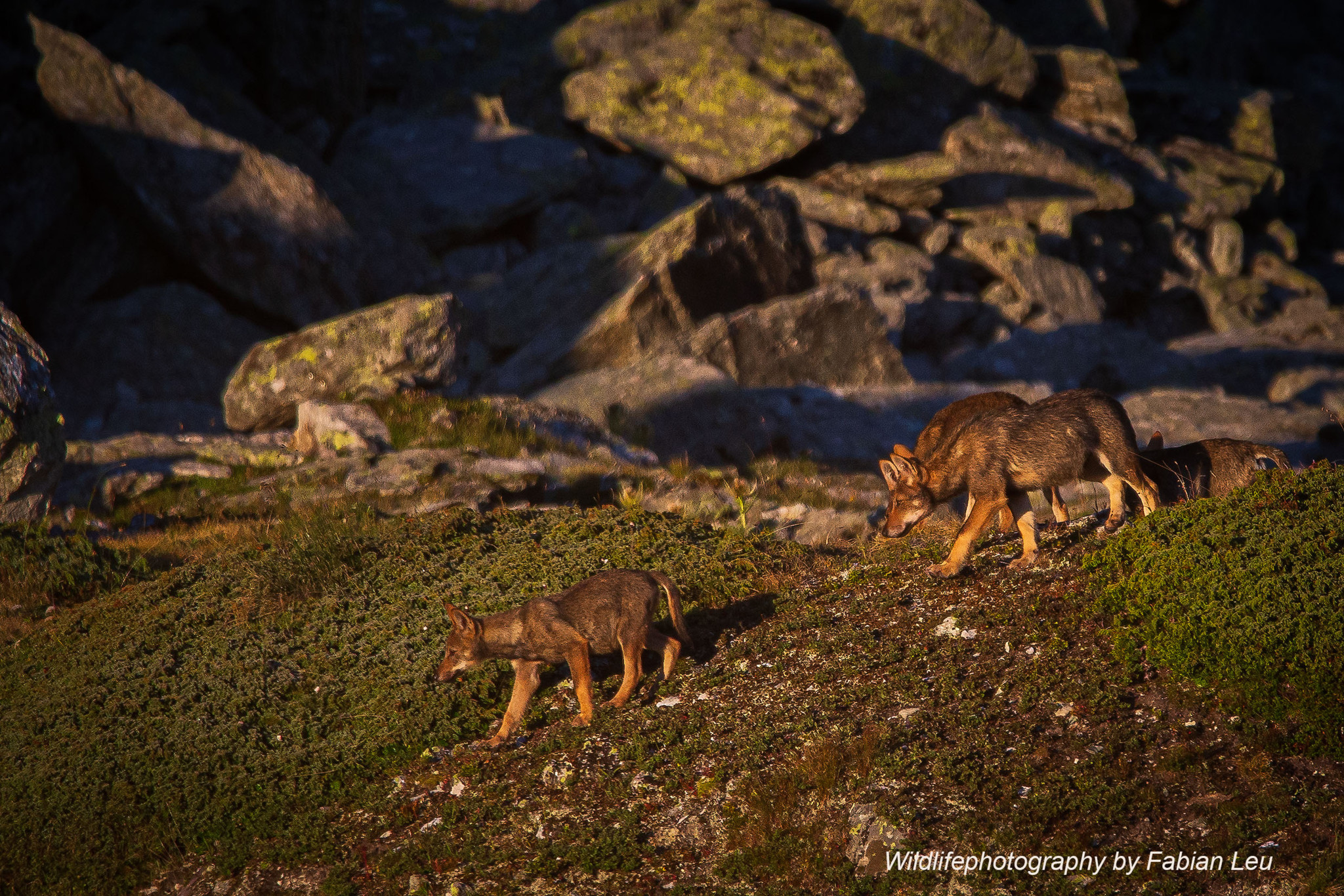 Zwei junge Walliser Wölfe streifen über eine felsige, begrünte Berglandschaft – ähnlich alt wie die Wölfe des Chöpfenbergrudels.
