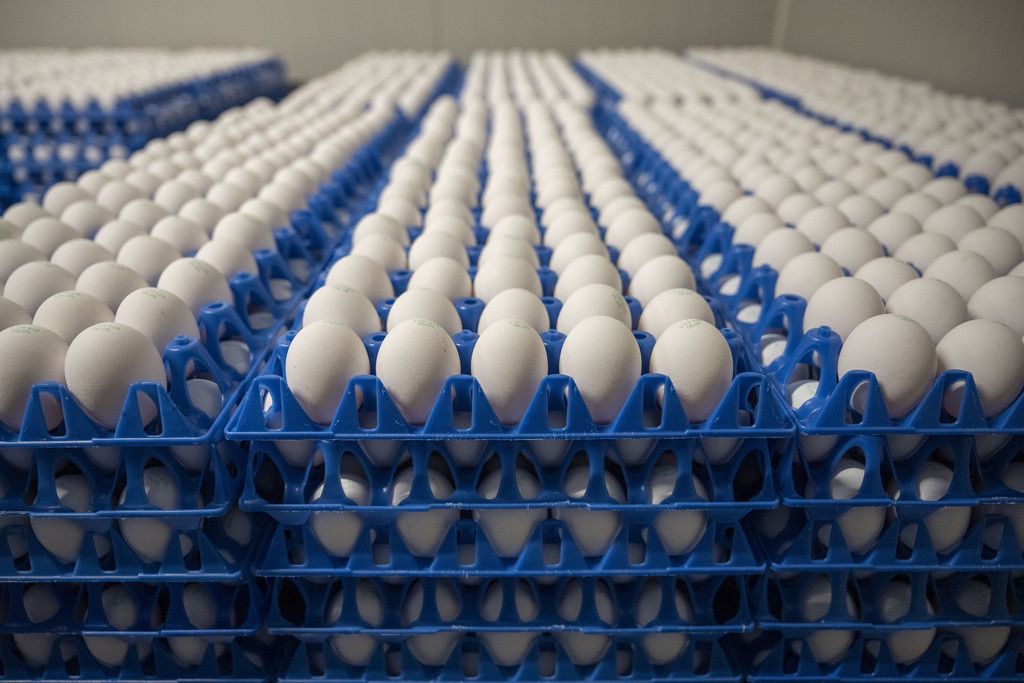 Freilandeier der Huehnerfarm Agasul abgefuellt in Hoecker, Agasul, Kanton Zuerich, aufgenommen am 6. September 2022. Zahlreiche weisse Eier in blauen Kunststoffkisten gestapelt.