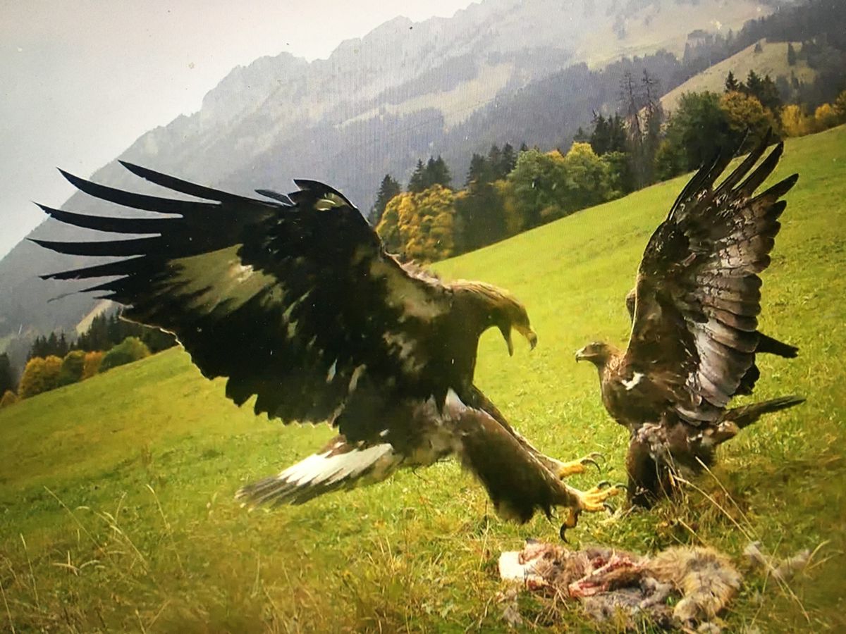 Trois aigles font le show dans le «jardin» d'une famille