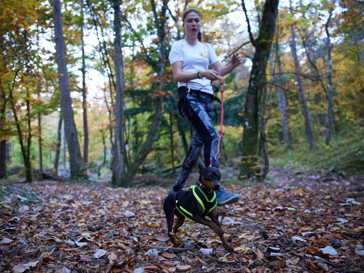 Melodie et Heavy en entraînement. 
