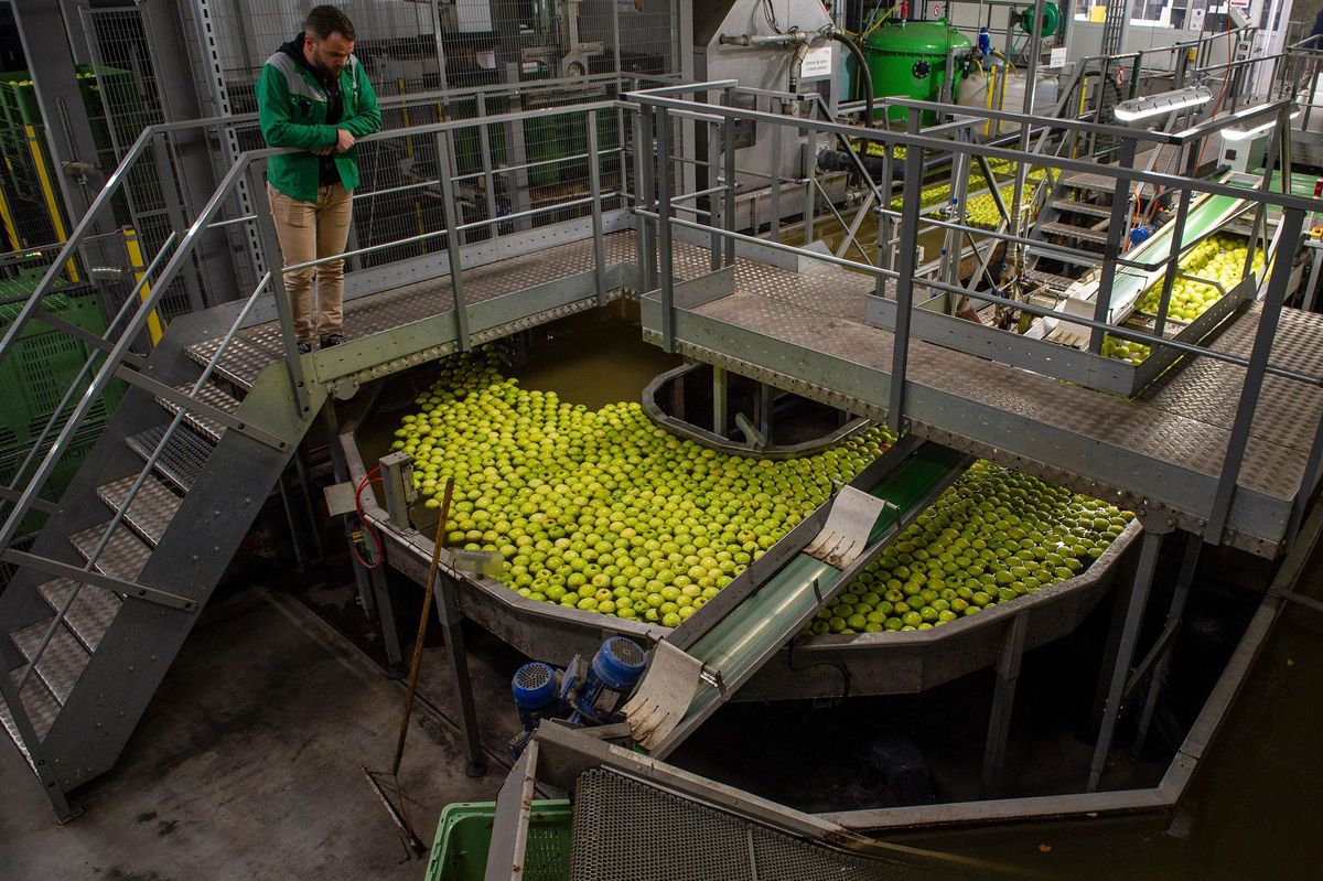 Depuis le mois de septembre, la nouvelle halle frigorifique de Léman Fruits est entrée en service. Elle permet de conserver des milliers de tonnes de pommes pour qu’elles puissent être consommées toute l’année.