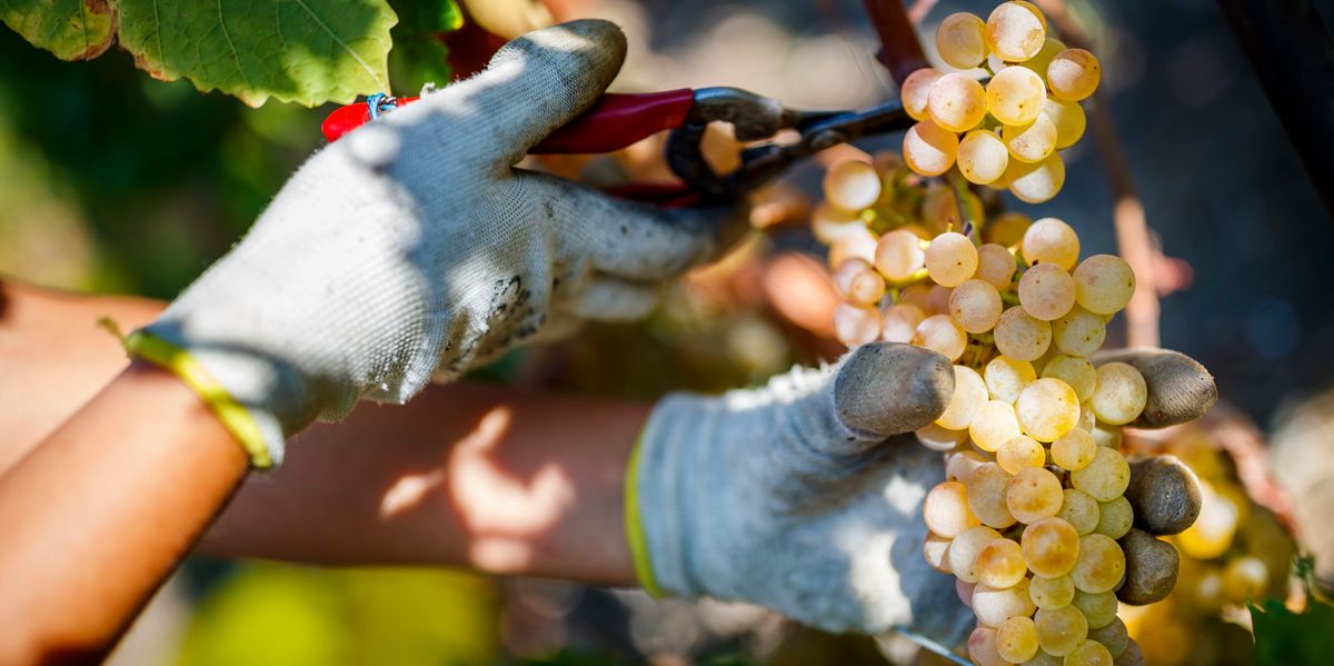 Le spectre du coupage plane à nouveau sur le vignoble valaisan
